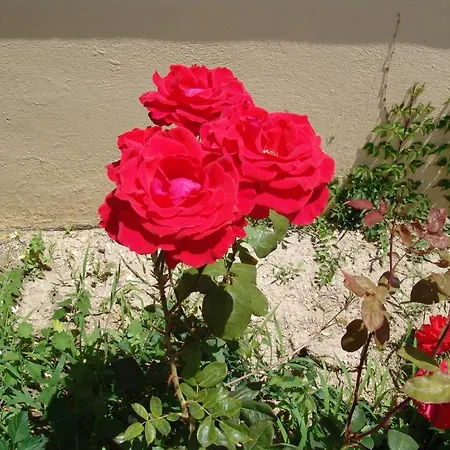 Afentouli Kefalos (Kos)